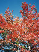 Fall in Virginia